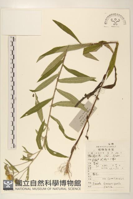 線葉旋覆花藏品圖，第1張