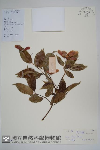 紅翅槭藏品圖，第1張