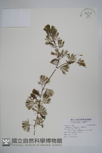 白花穗蓴藏品圖，第1張