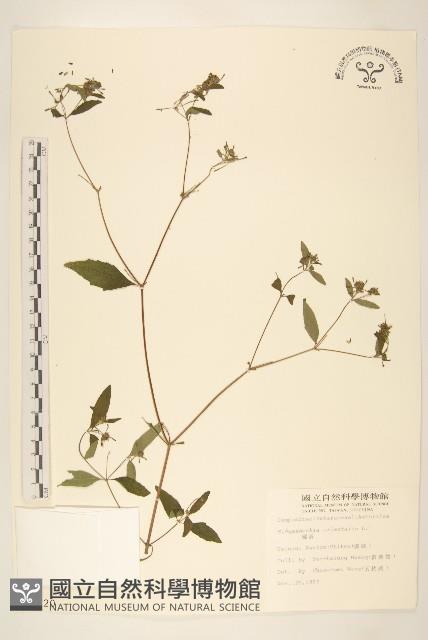 豨薟藏品圖，第1張