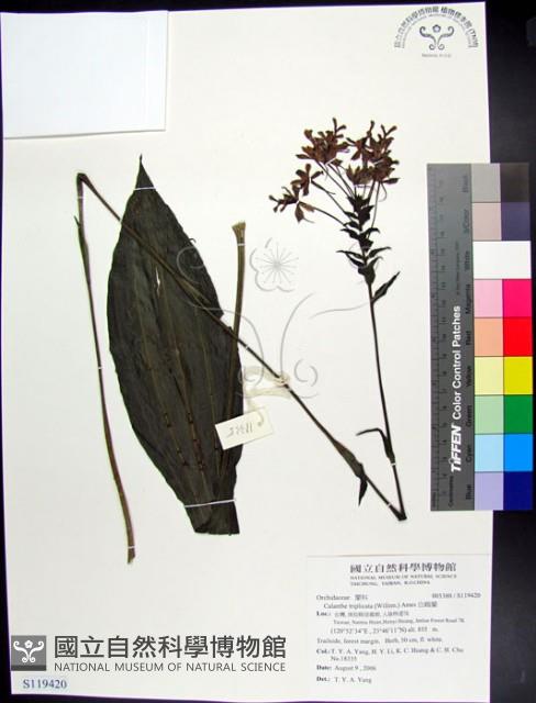 白鶴蘭藏品圖，第1張