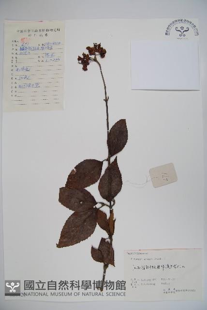 松田氏莢迷、宜昌莢迷藏品圖，第1張