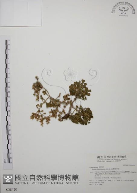 台灣佛甲草、石板菜藏品圖，第1張