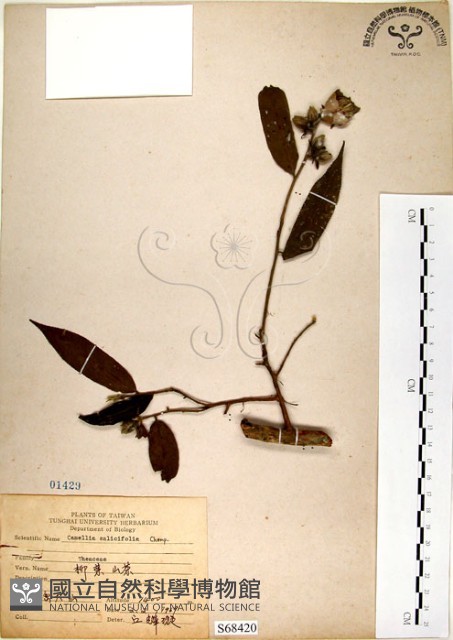 柳葉山茶藏品圖，第1張