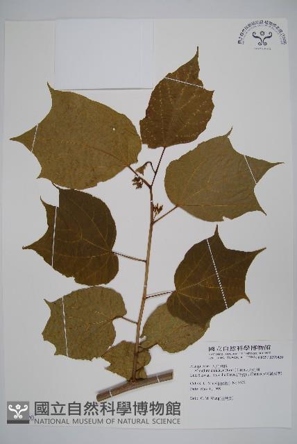 八角楓藏品圖，第1張