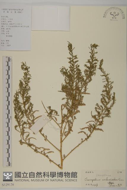 臭杏、土荊芥藏品圖，第1張