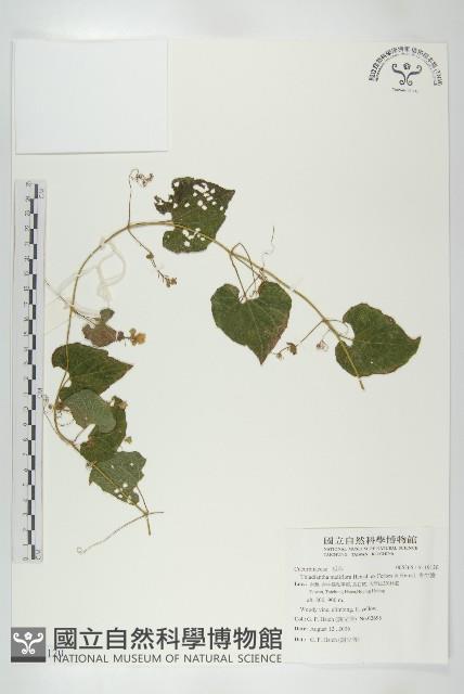 青牛膽藏品圖，第1張