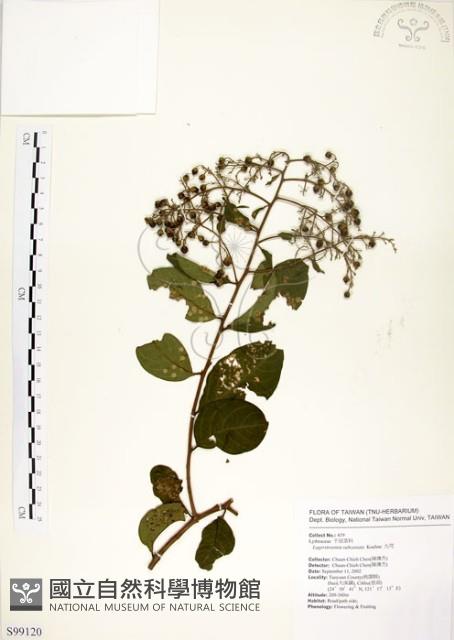 九芎藏品圖，第1張