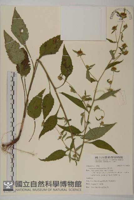 黃金珠藏品圖，第1張