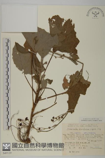 腺梗菜藏品圖，第1張