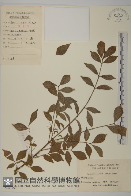 衛矛藏品圖，第1張