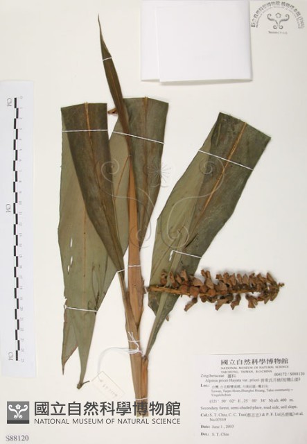 普萊氏月桃、短穗山姜藏品圖，第1張