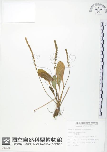 車前草藏品圖，第1張