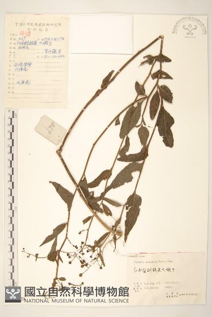 蔓黃菀藏品圖，第1張