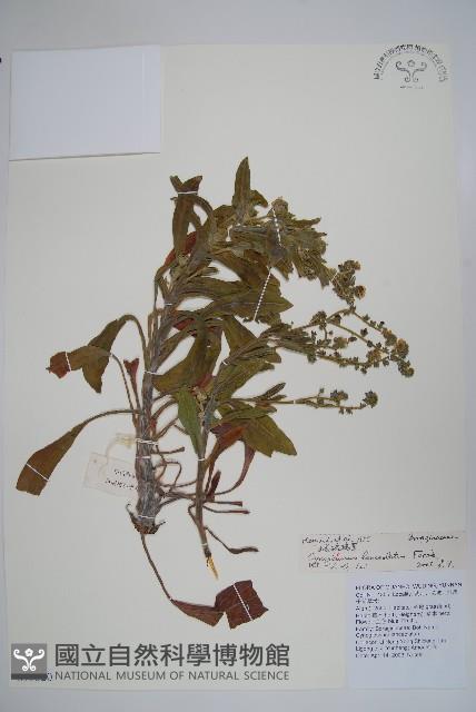 小花倒提壺藏品圖，第1張