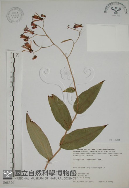臺灣油點草藏品圖，第1張