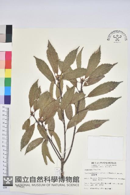 青剛櫟、鐵椆藏品圖，第1張