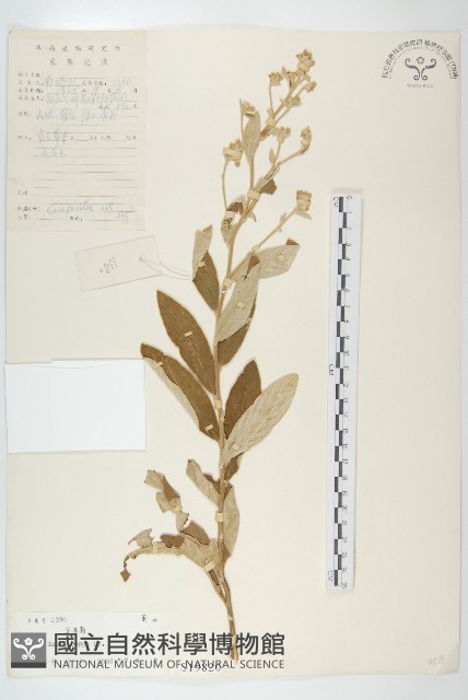 羊耳菊藏品圖，第1張