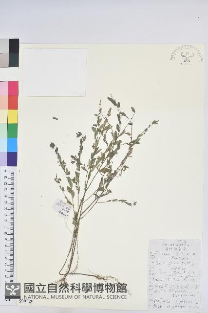 蜜甘草藏品圖，第1張