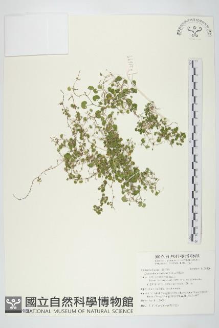 馬蹄金藏品圖，第1張