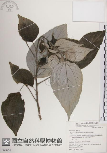 落尾麻藏品圖，第1張