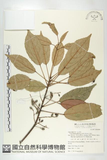 薯豆藏品圖，第1張