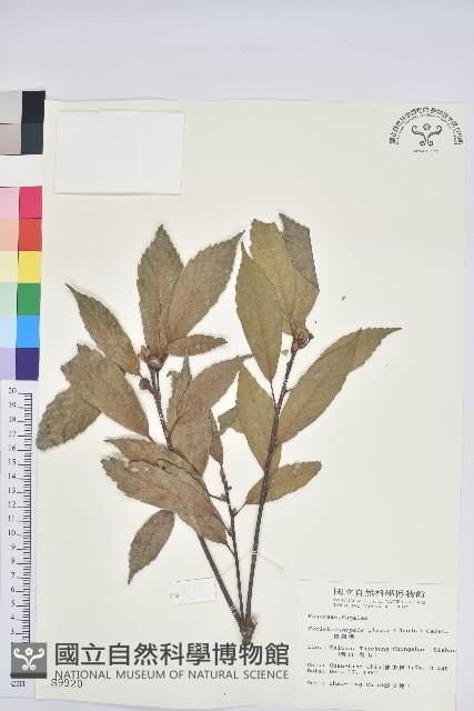 青剛櫟、鐵椆藏品圖，第1張