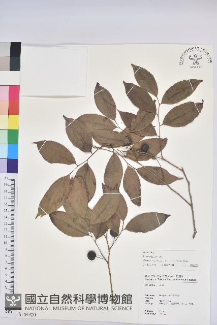 交力坪鐵色藏品圖，第1張