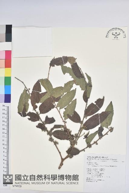 菲律賓饅頭果藏品圖，第1張