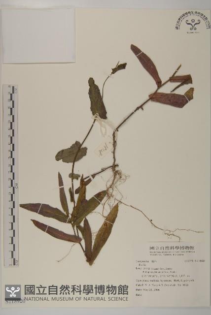 登錄號:S118920藏品圖，第1張