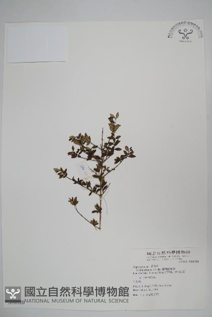 臺灣糯米條藏品圖，第1張