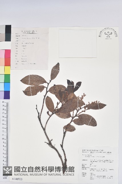 紅花越橘藏品圖，第1張
