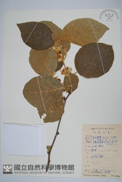 毛花楊桃藏品圖，第1張