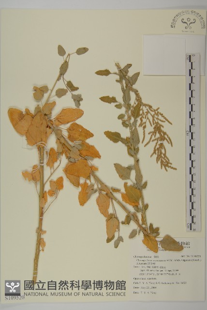 變葉藜藏品圖，第1張