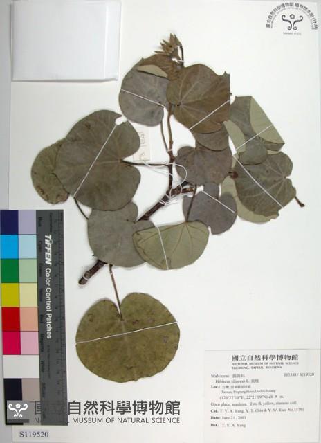 黃槿藏品圖，第1張