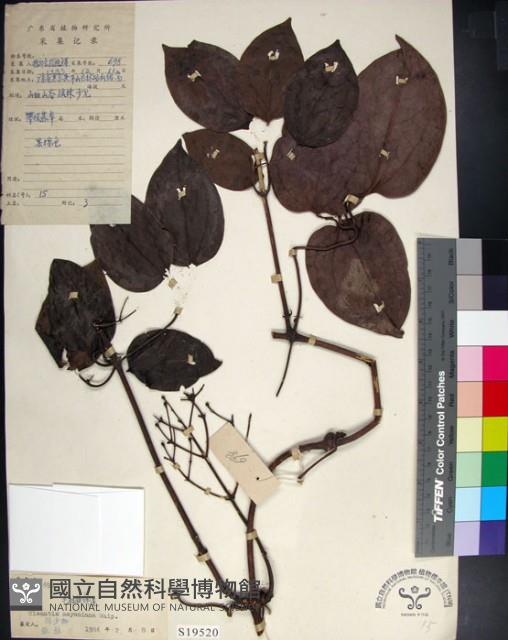 麥氏鐵線蓮藏品圖，第1張