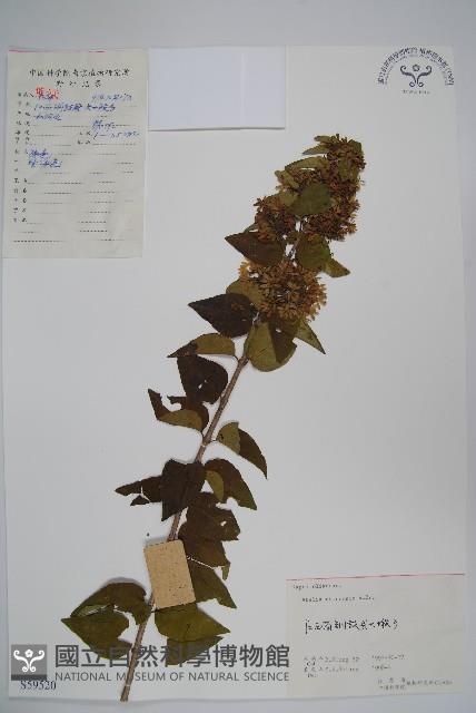 臺灣糯米條藏品圖，第1張