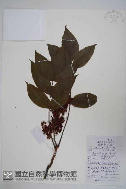鹽膚木藏品圖，第1張