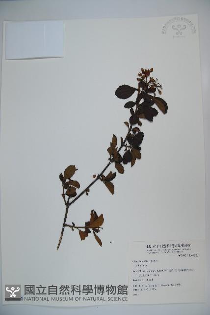 登錄號:S049520藏品圖，第1張