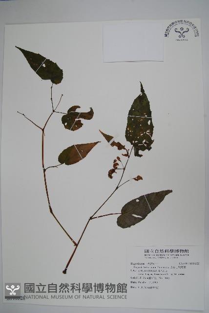 武威山秋海棠藏品圖，第1張