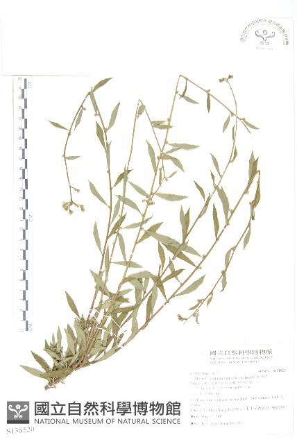 秋分草藏品圖，第1張