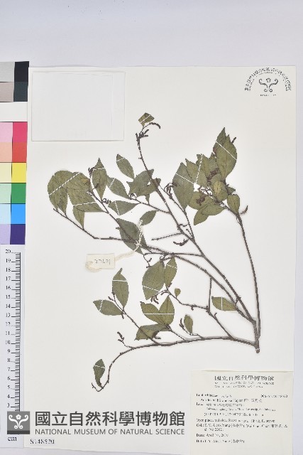 南仁五月茶藏品圖，第1張