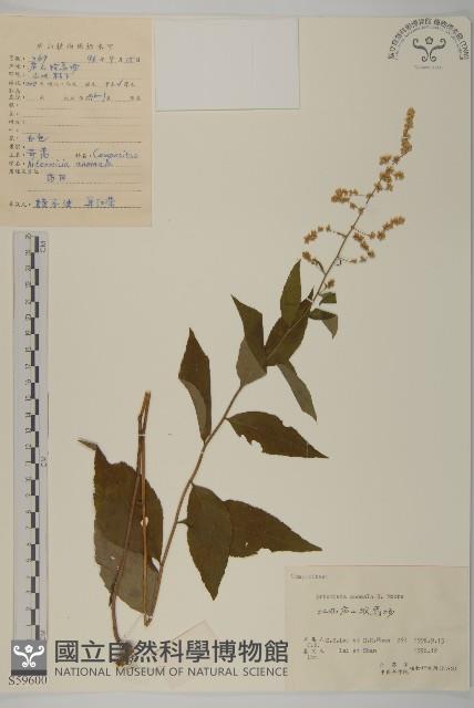 珍珠蒿、奇蒿藏品圖，第1張