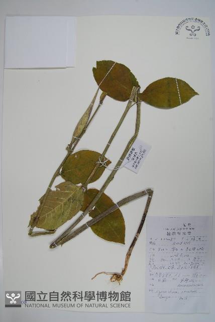 牛皮消、白薇藏品圖，第1張