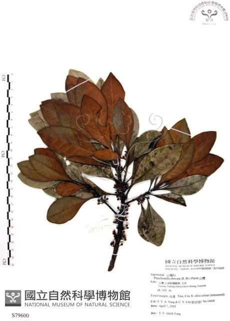 山欖、樹青藏品圖，第1張