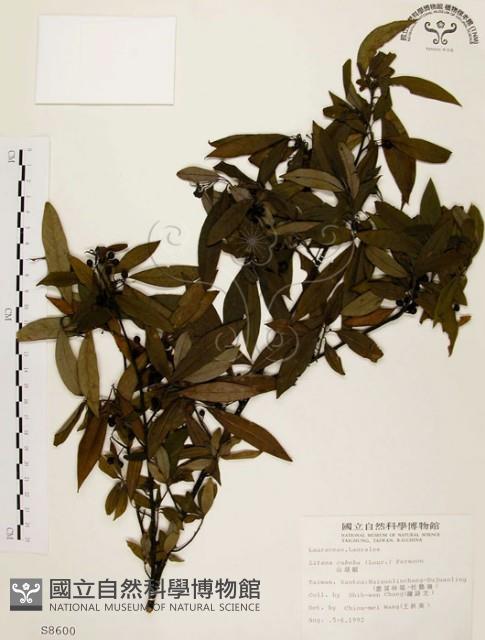 山胡椒藏品圖，第1張