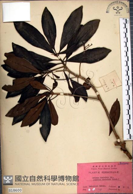 樹杞藏品圖，第1張