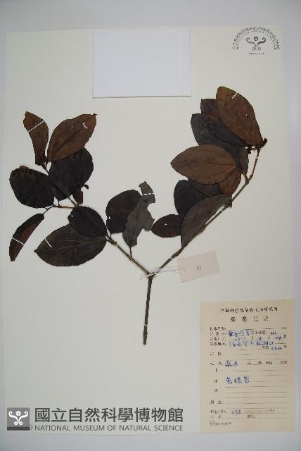 登錄號:S078600藏品圖，第1張