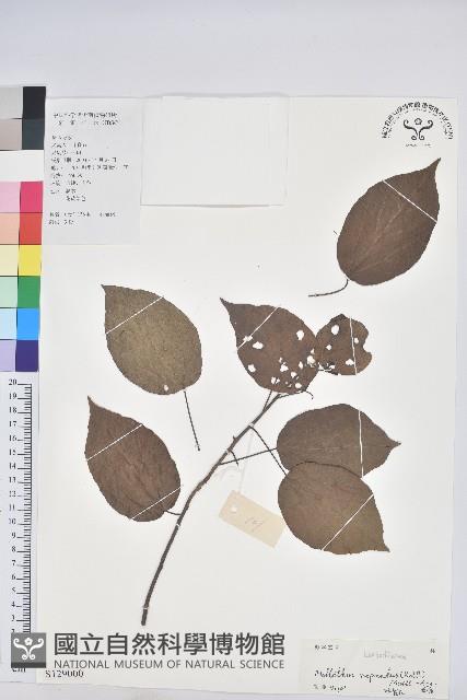 扛香藤藏品圖，第1張