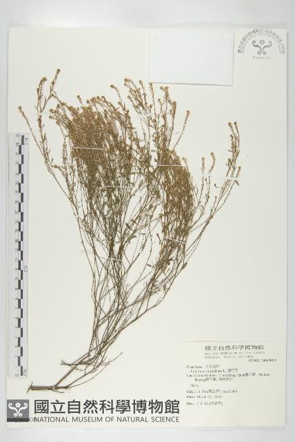 獨行菜藏品圖，第1張